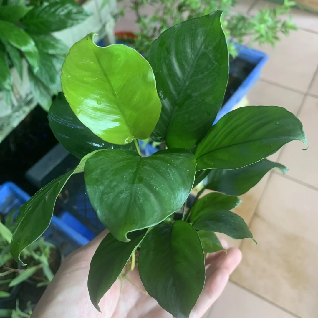 小巴榕水草前后景草活体真水草水榕类坨草鱼缸懒人造景专用大叶榕