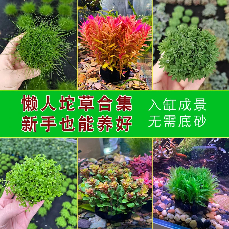 水草坨草活体懒人水草植物阴性草装饰水族草缸用品中后景水草