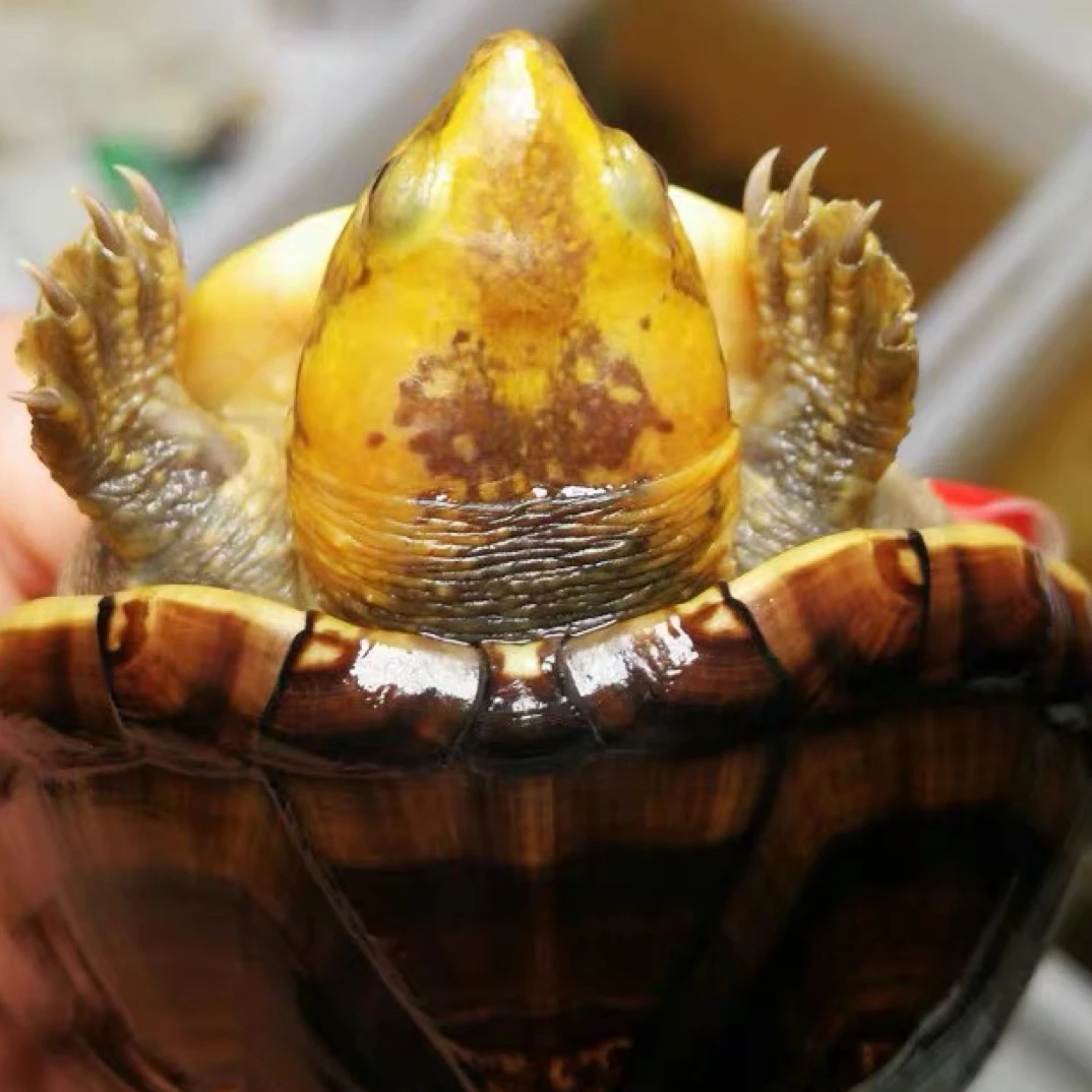 白唇蛋龟 好养易大颜值高