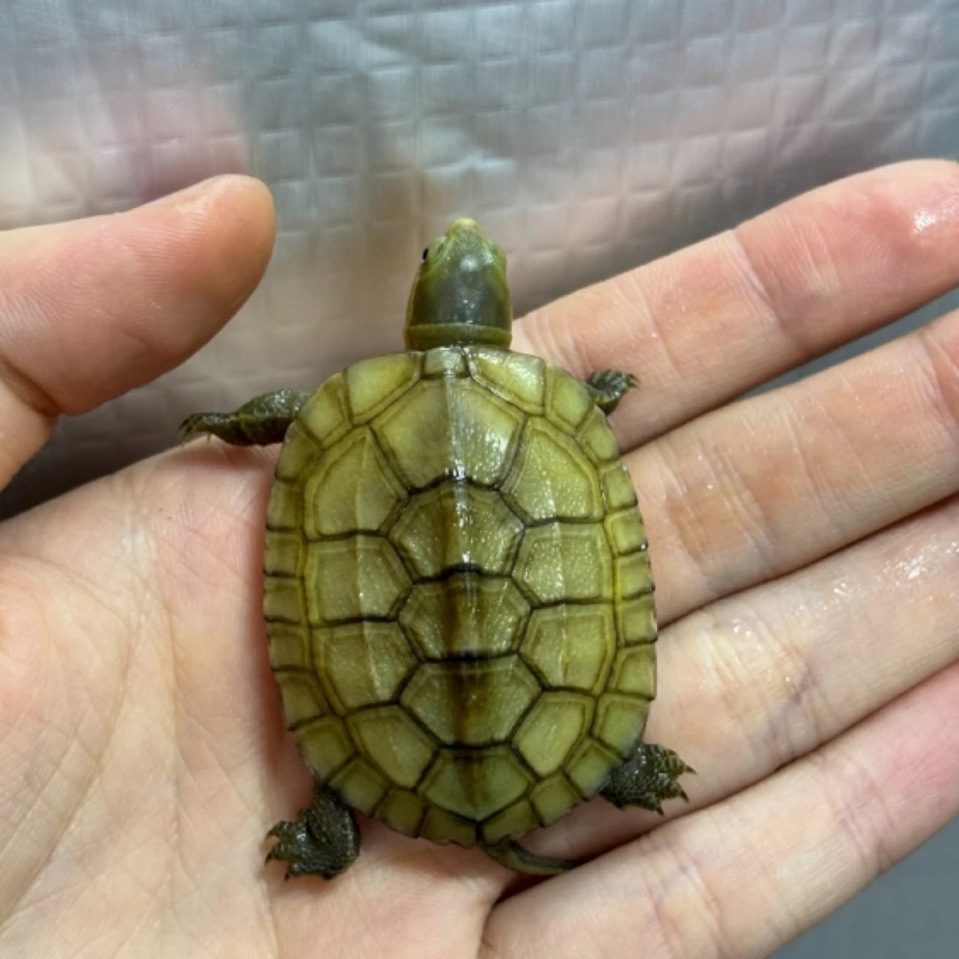 小青龟2只一对 下水养定苗 发色 微笑脸