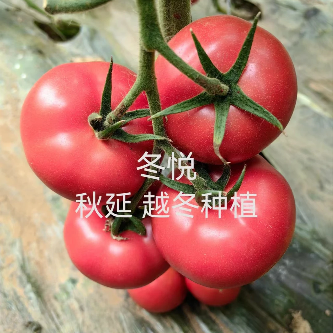 硬粉西红柿苗工棚种植暖棚种植一年四季精品早熟抗病高产西红柿苗
