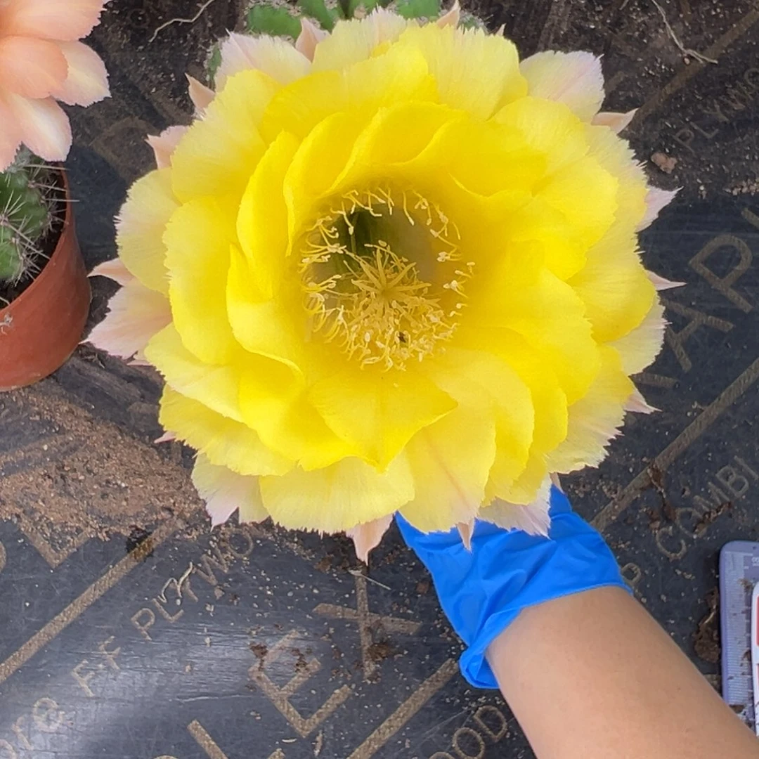 俊****）实生大花彩草