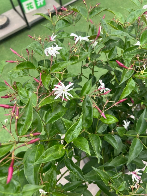 皇家茉莉，一款浓香型的！适合在北方和南方