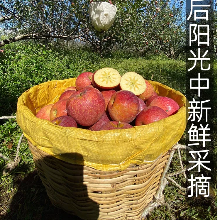 2024大凉山丑苹果现摘现发小思佳专属8斤
