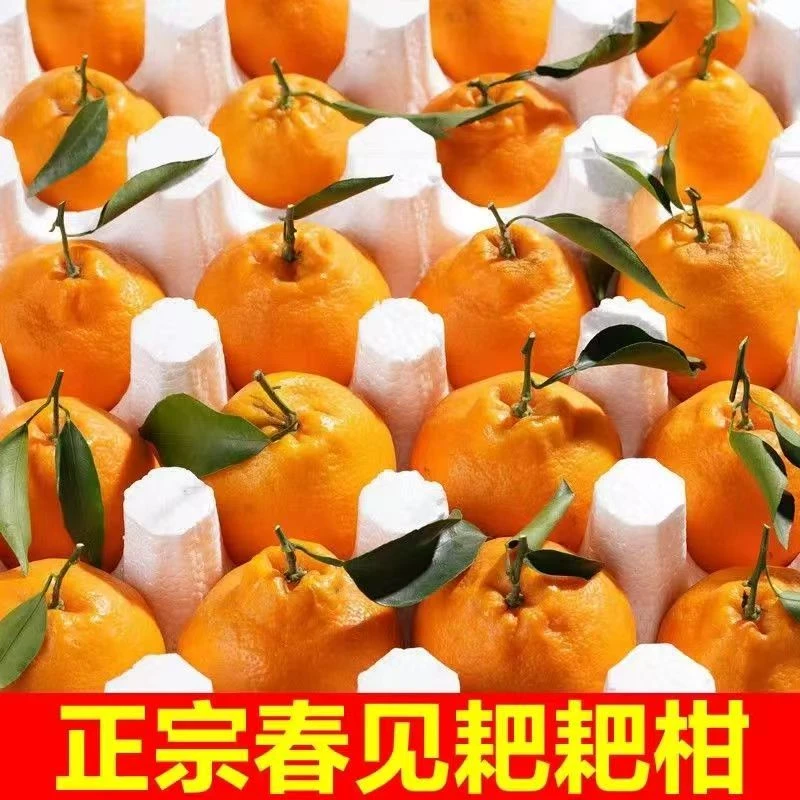 正宗四川春见耙耙柑桔子新鲜水果当季整箱粑粑柑橘子