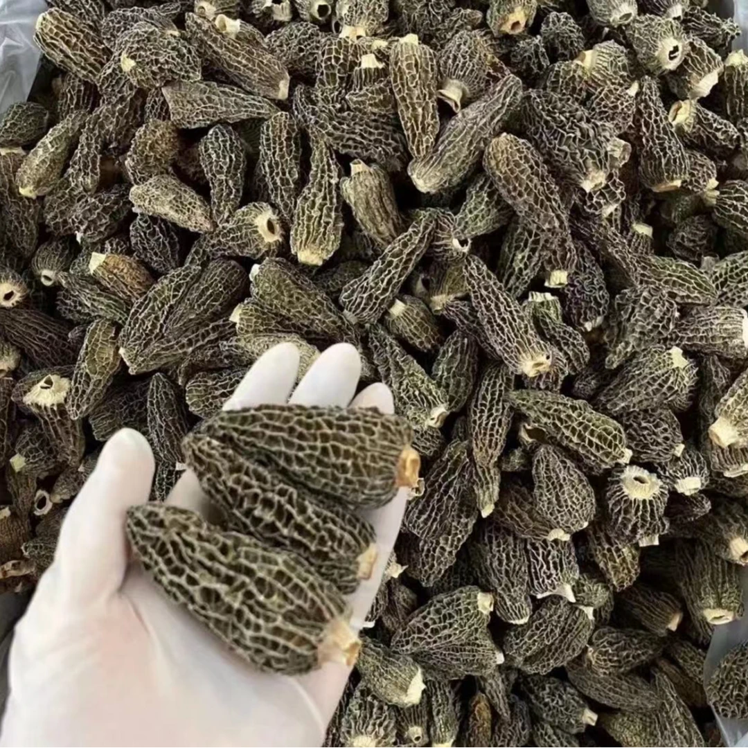 短柄云南羊肚菌，香而脆口，厚肉