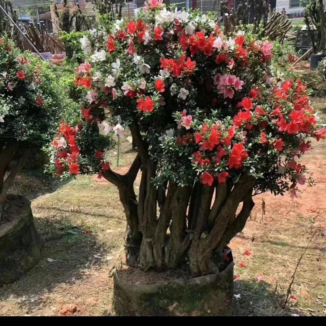 满山红杜鹃老桩盆景