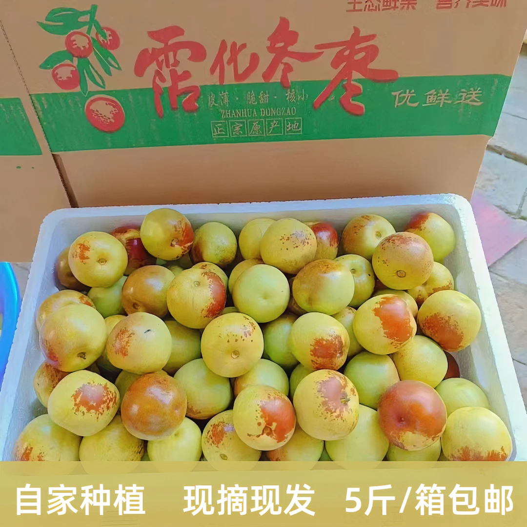 沾化冬枣正宗自家种植5斤一箱包邮坏果包现摘现发特级大果