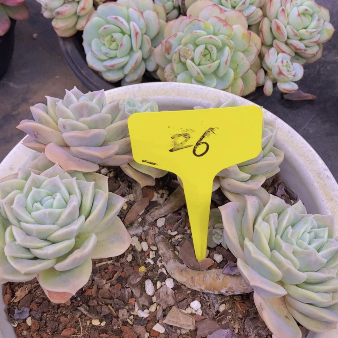 开心多肉植物多肉