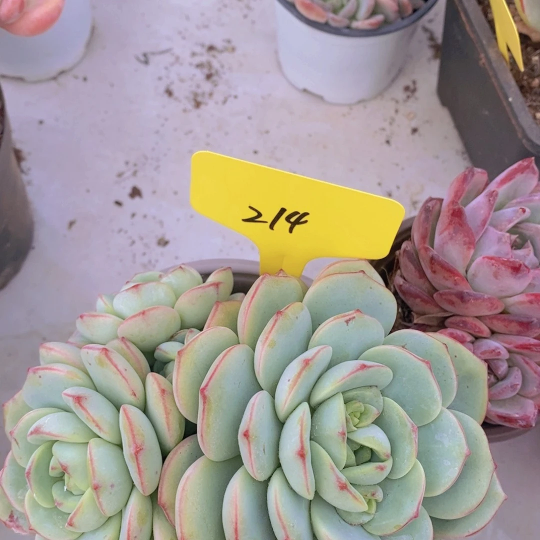 开心多肉植物多肉