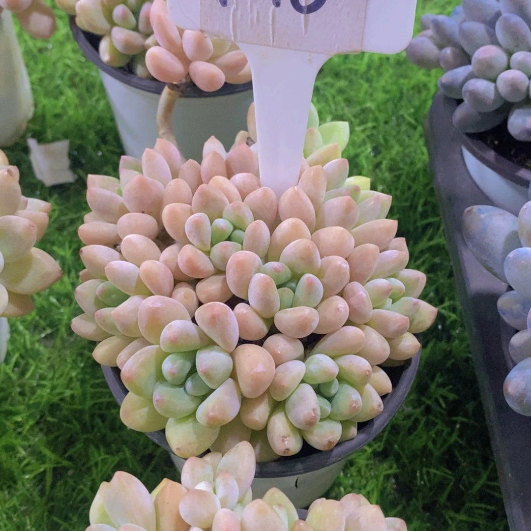 我***了开心多肉植物多肉