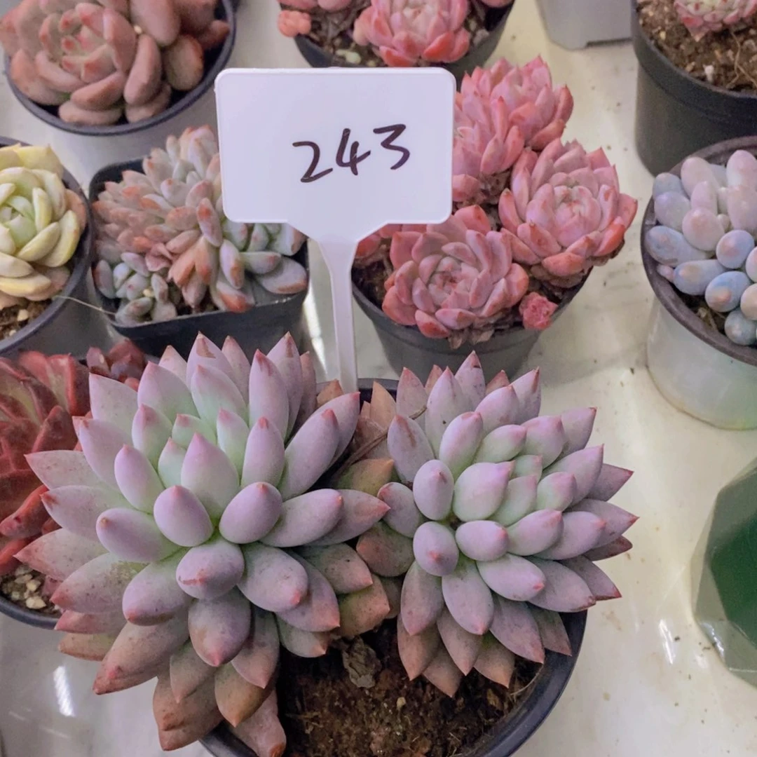 小****开心多肉植物多肉