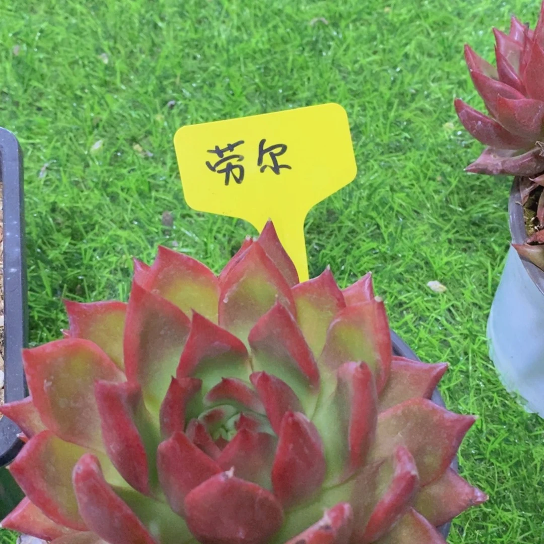 永****姐开心多肉，多肉植物