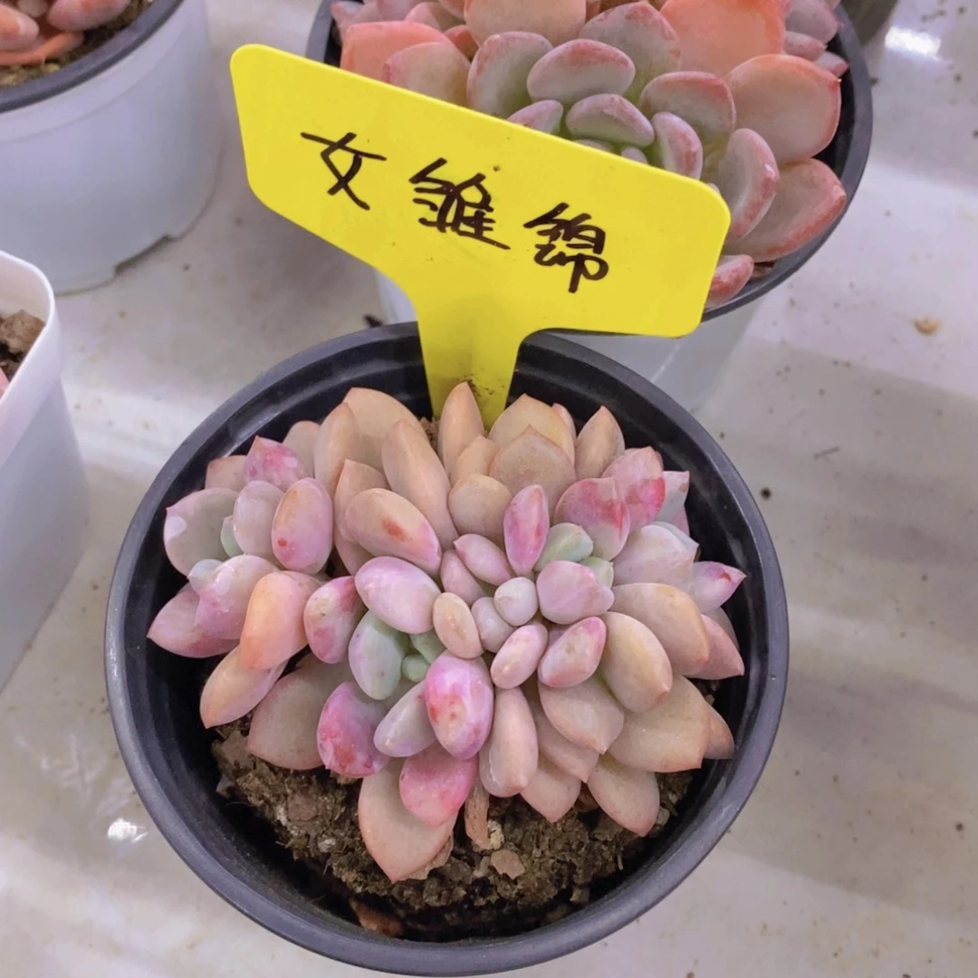 开心多肉植物多肉