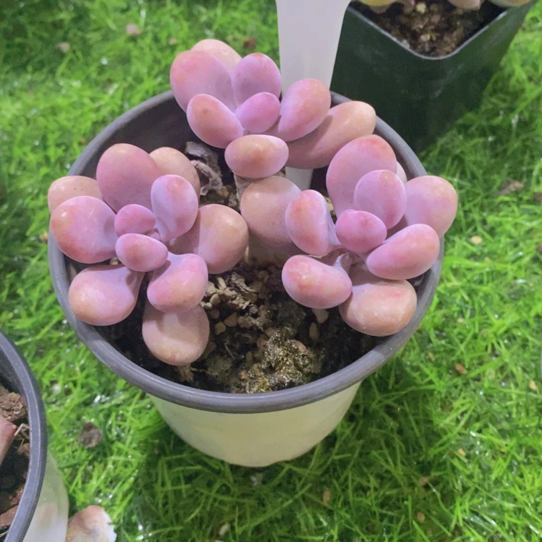 毒*开心多肉植物多肉