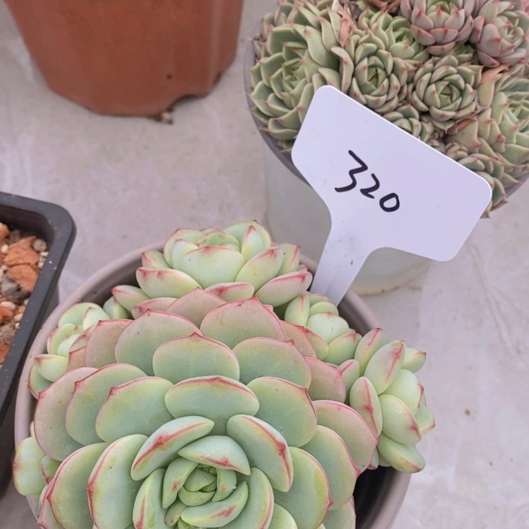 开心多肉植物多肉