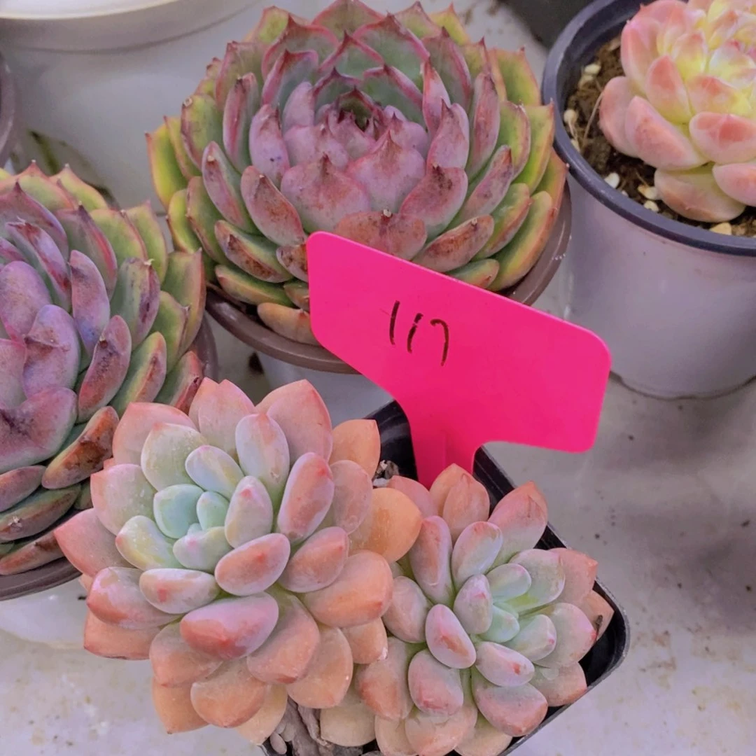 开心多肉植物多肉