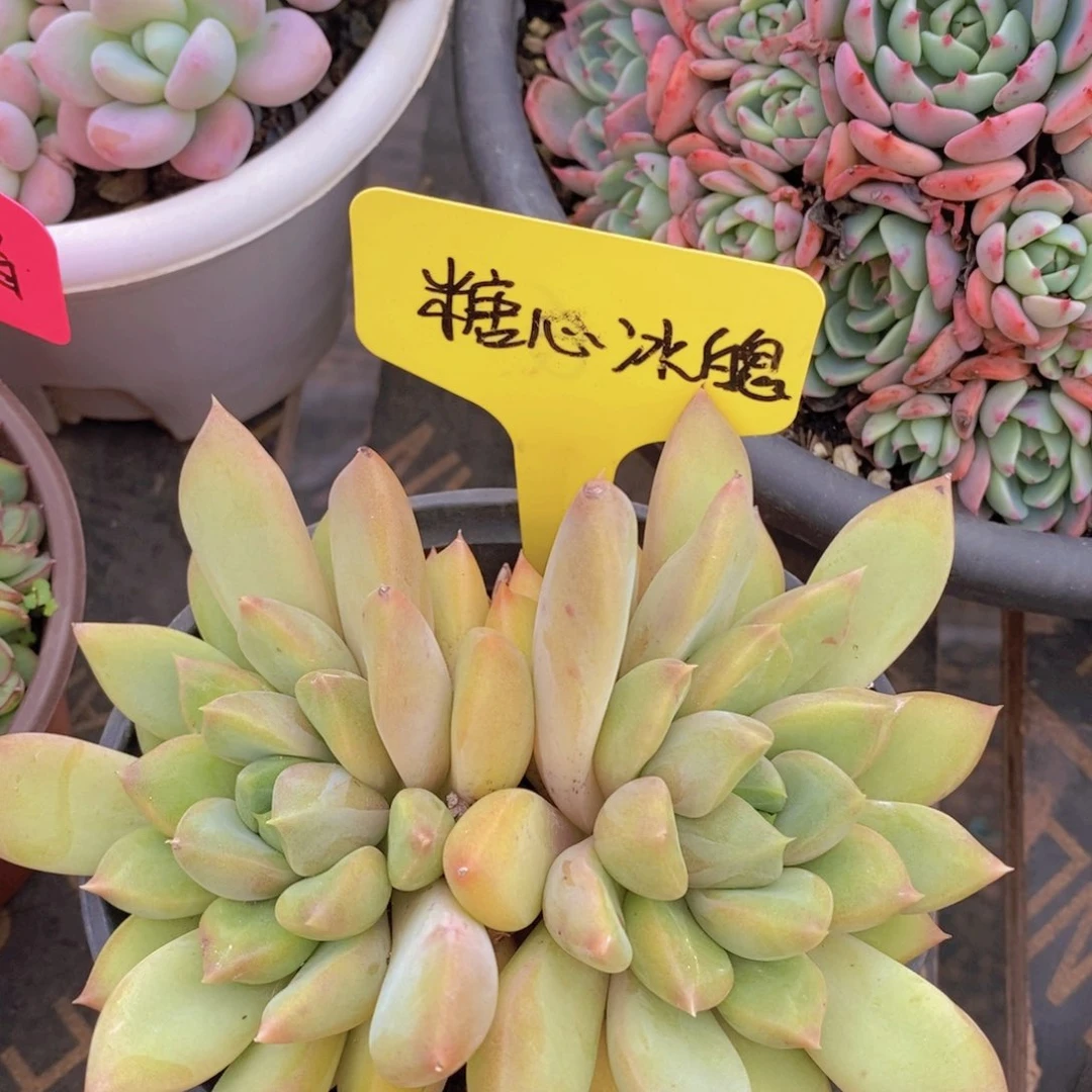 开心多肉植物多肉