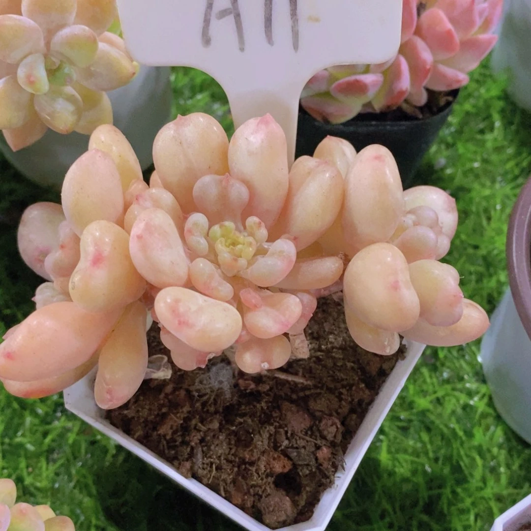 思**?开心多肉植物多肉