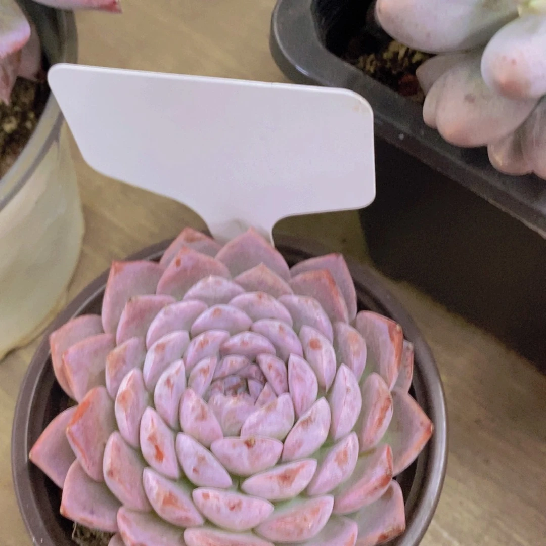 开心多肉植物多肉