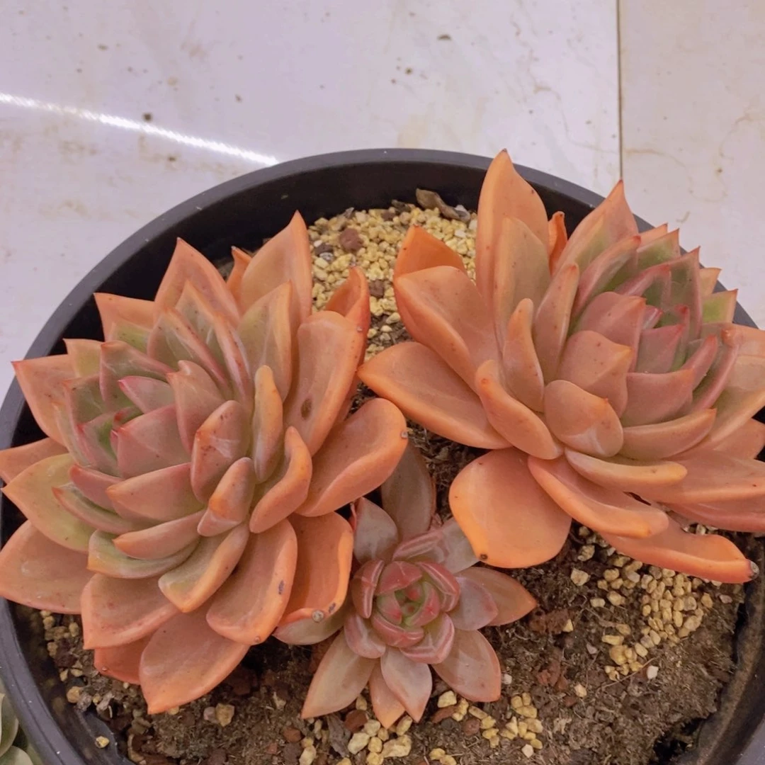 开心多肉植物多肉