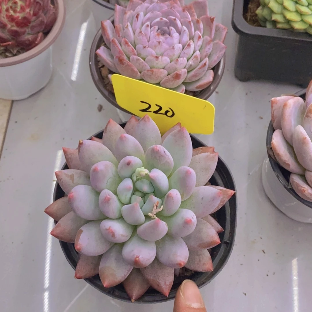 开心多肉植物多肉