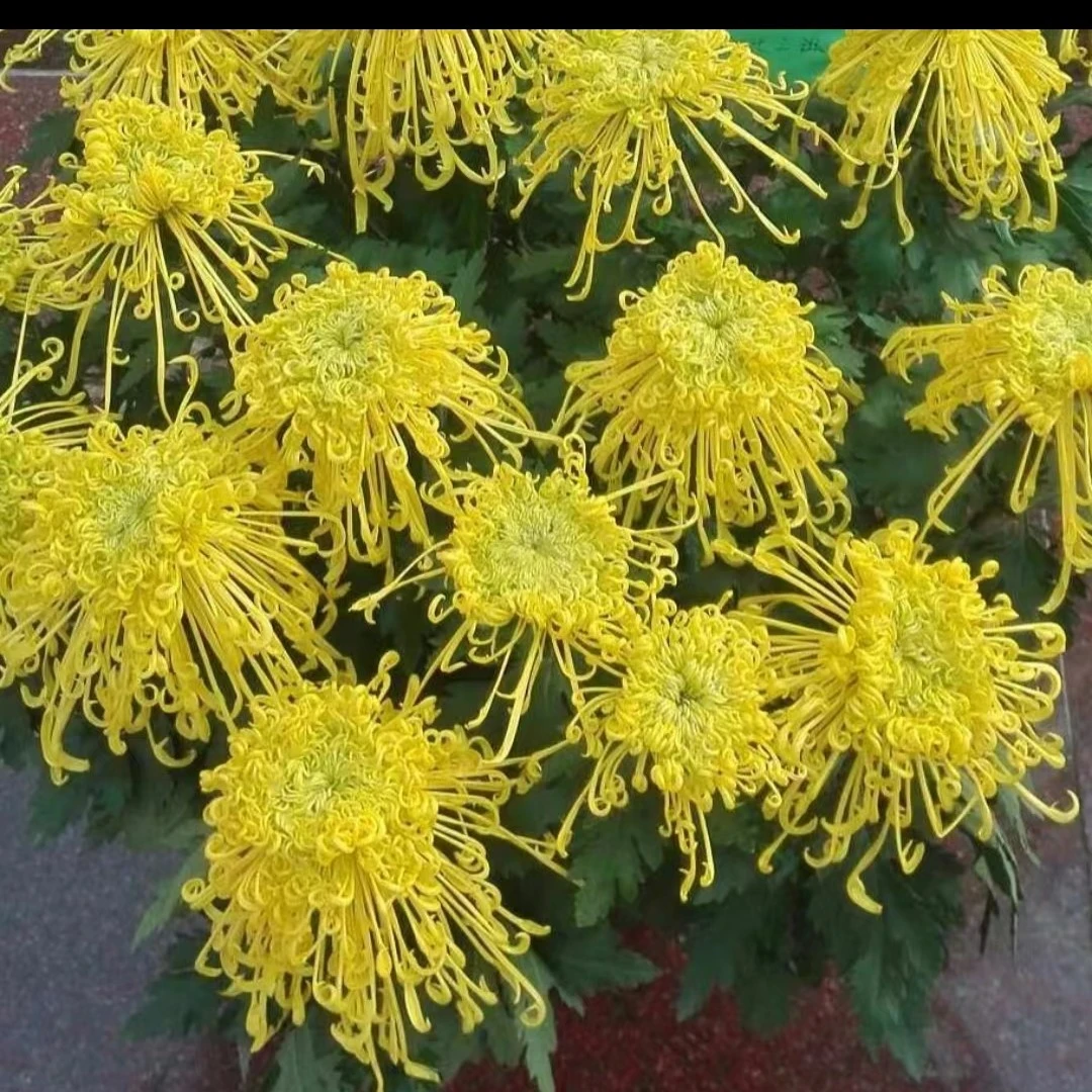 金丝麦浪菊花苗耐寒耐热阳台地栽庭院