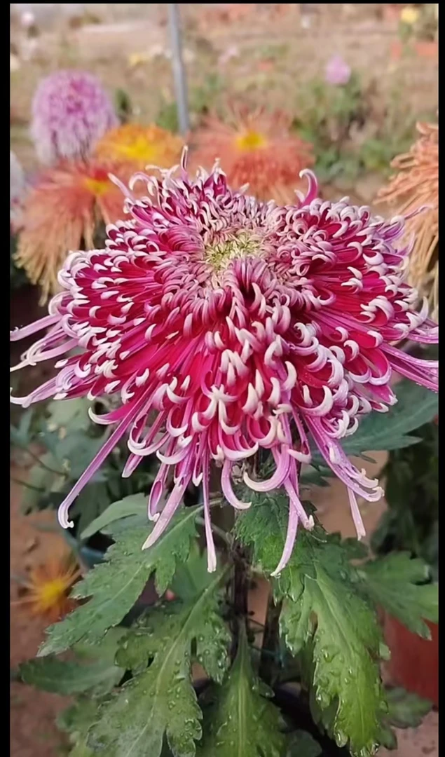 紫龙卧雪菊花独本苗原土发货阳台地栽庭院
