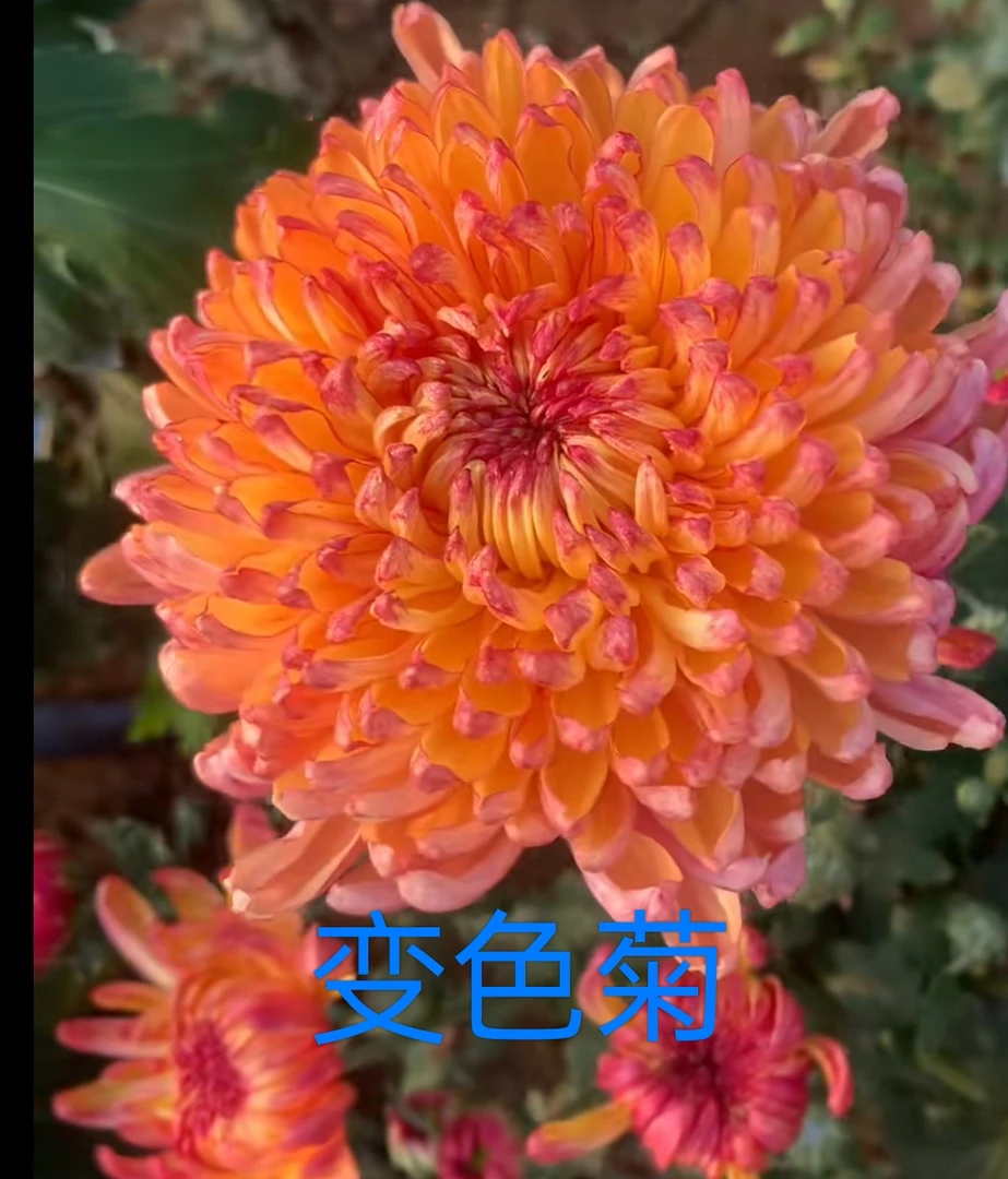 变色菊菊花苗原土发货阳台地栽庭院