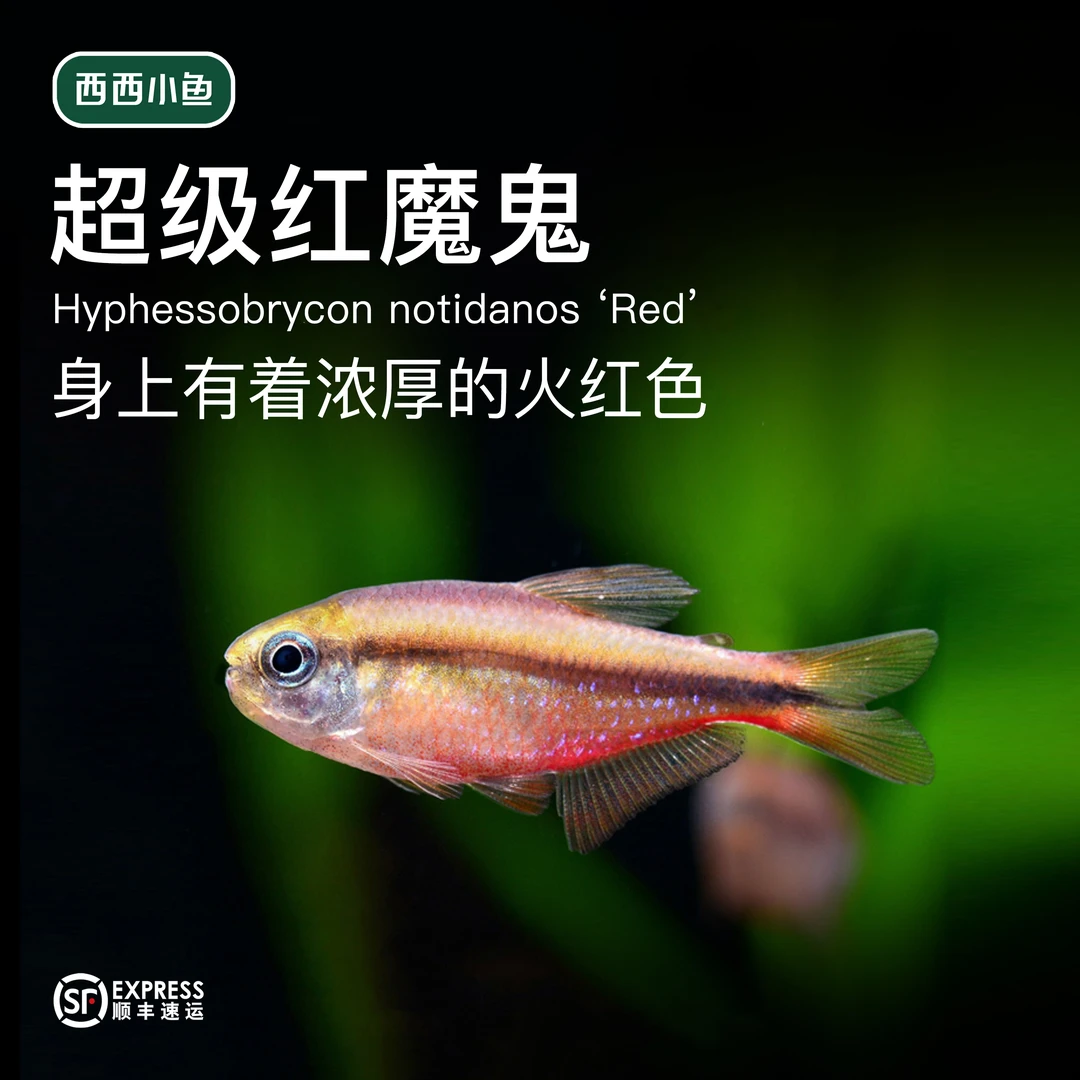 西西小鱼 超级粉魔鬼 灯科鱼鱼小型饲养混养活体水族热带