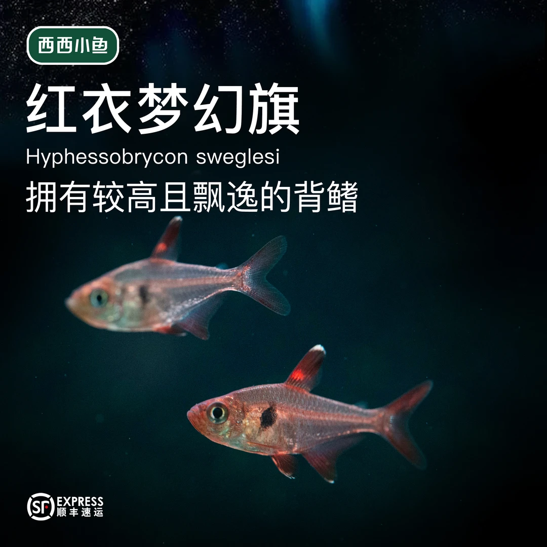 西西小鱼 红衣梦幻旗灯鱼 灯科鱼小型饲养混养热带水族小鱼观赏鱼