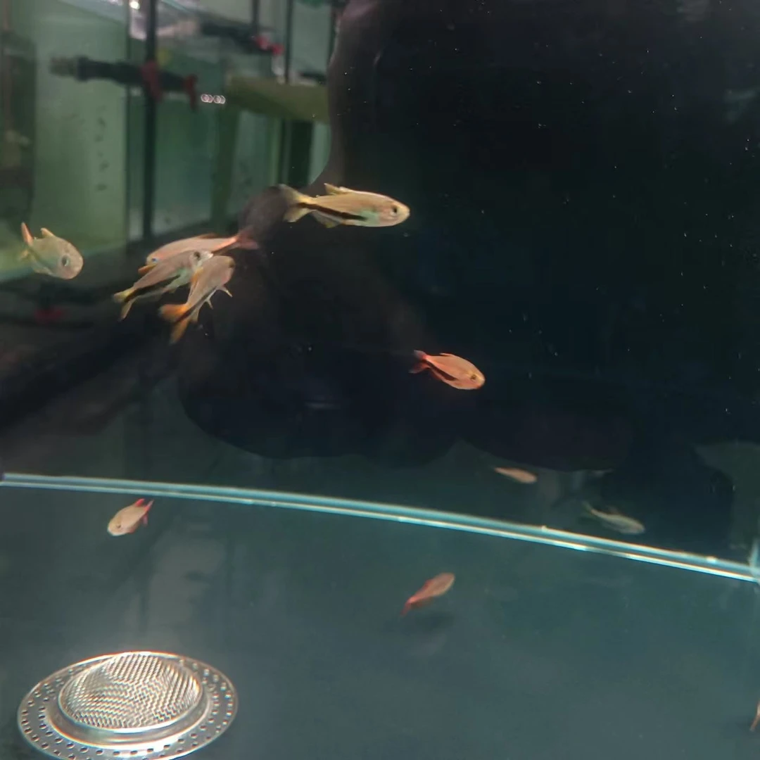 西西小鱼 黑剑dy鱼