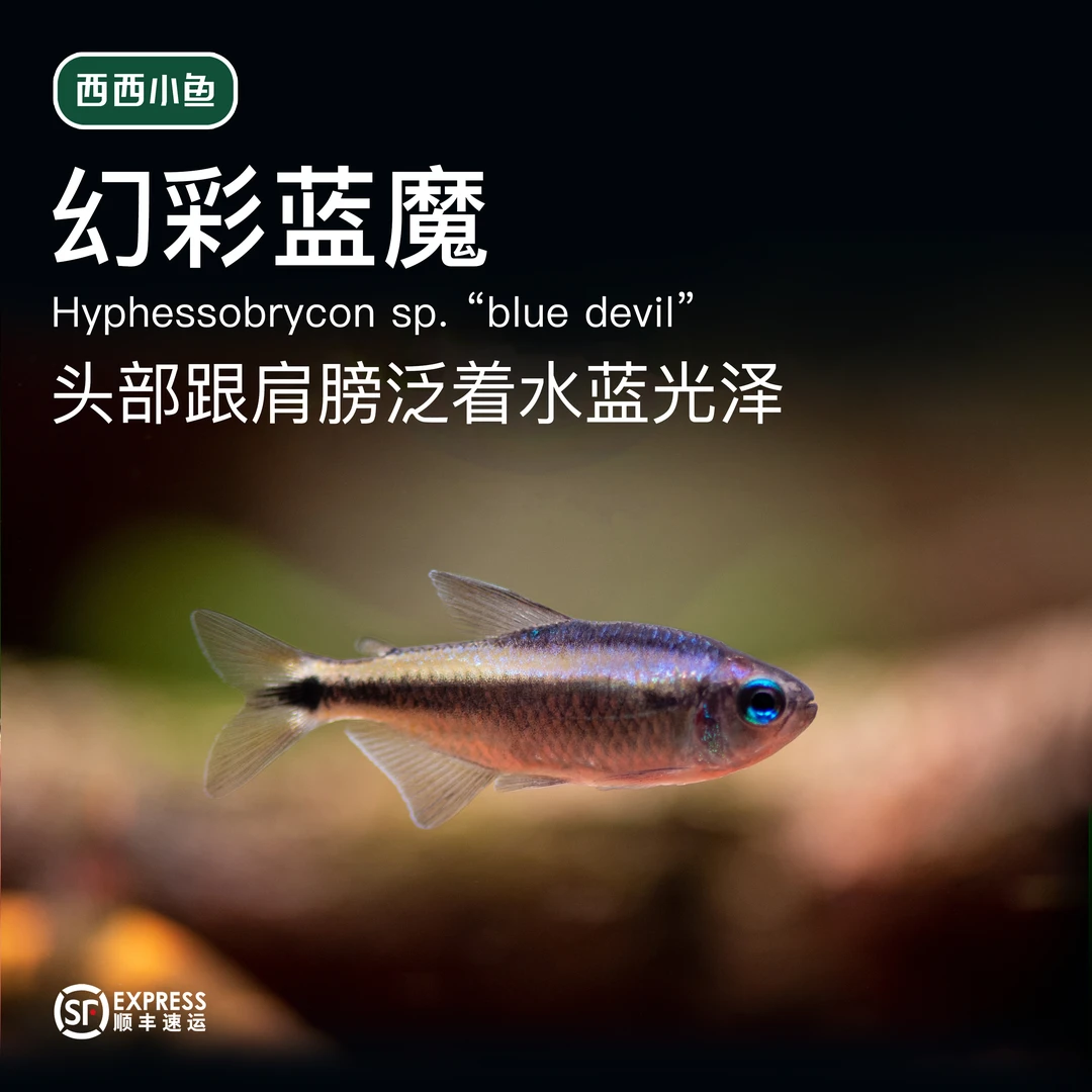 西西小鱼 野生幻彩蓝魔鱼 灯科鱼 小鱼观赏鱼