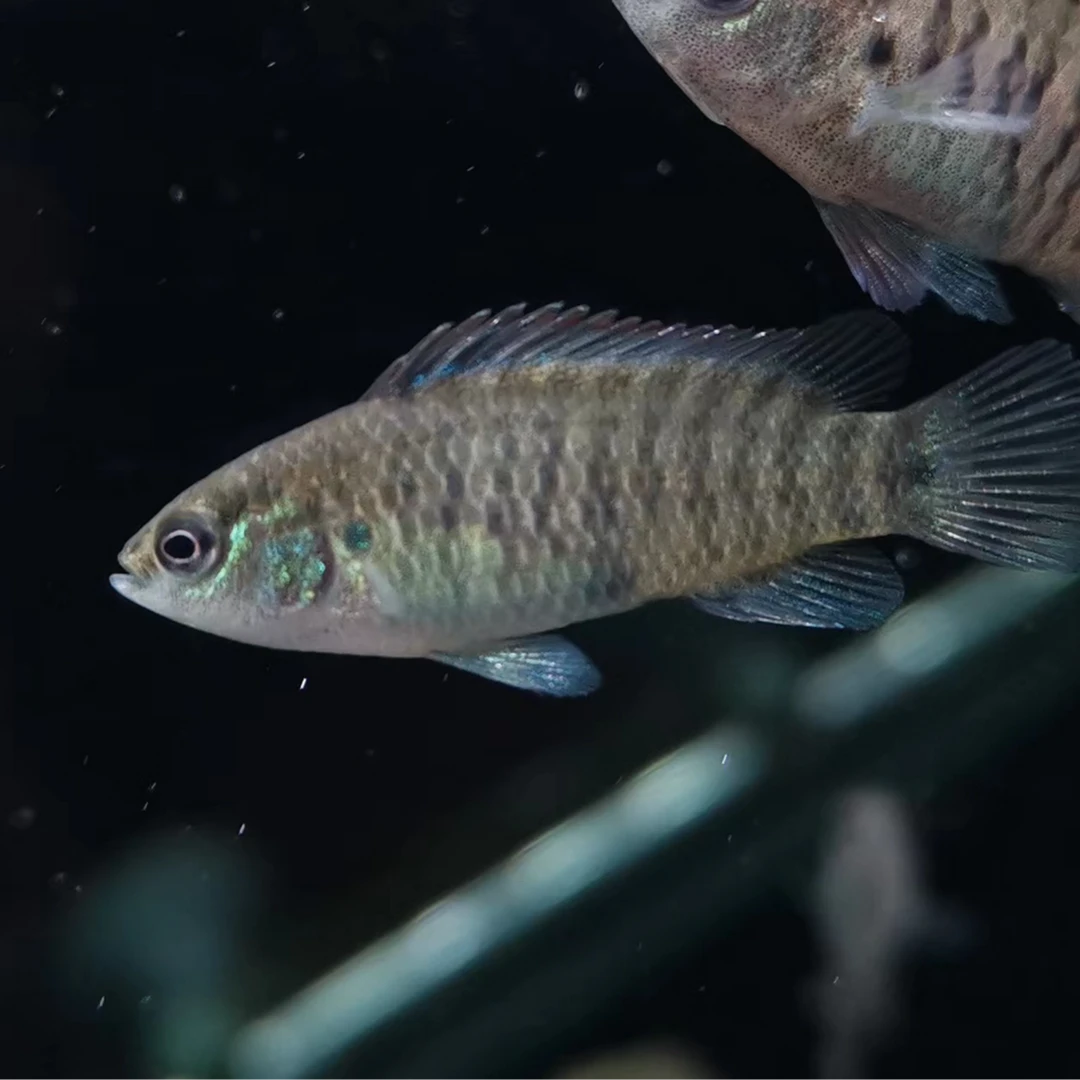 西西小鱼 蓝帆变色龙鱼