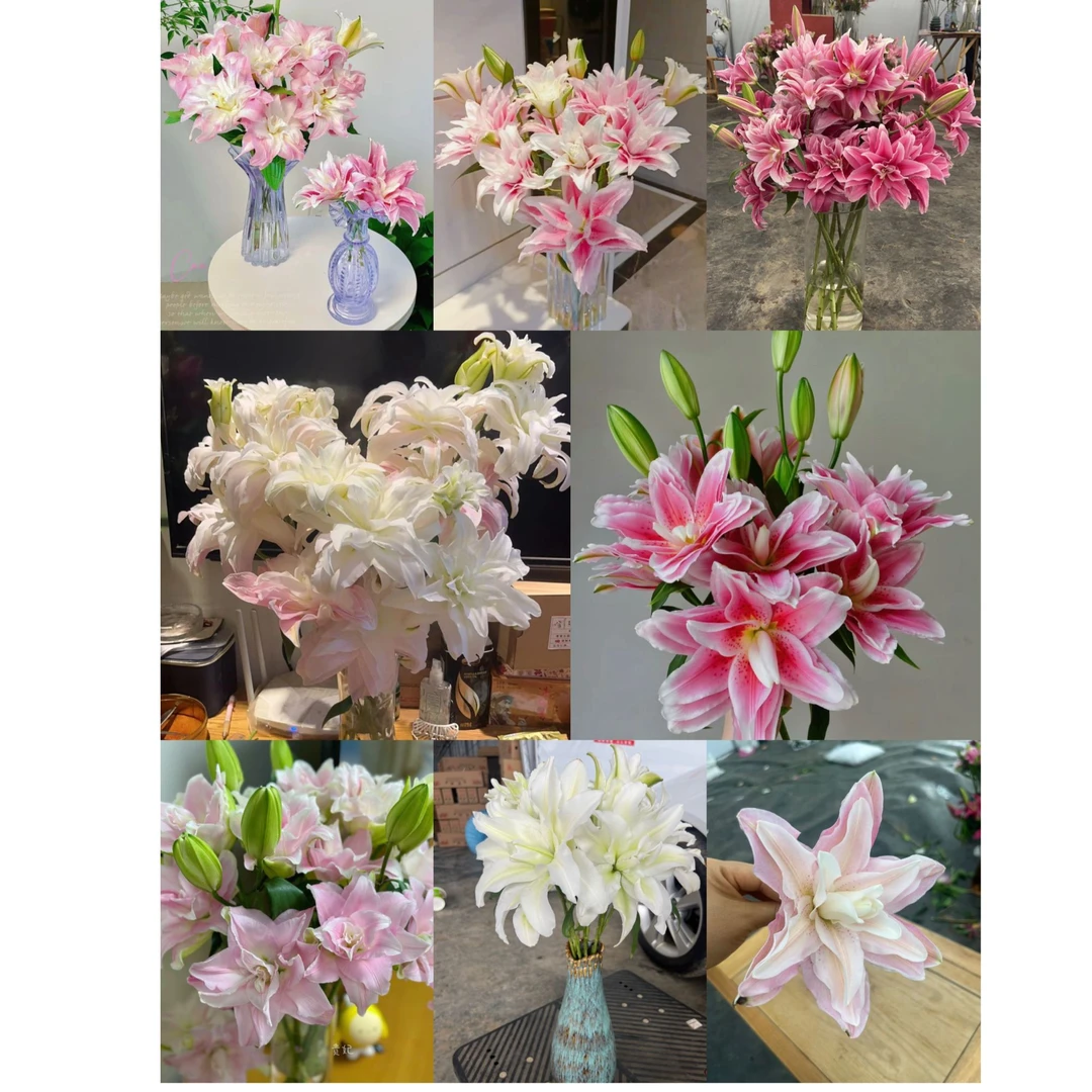 混搭重瓣香水百合【1单中通2单升级顺丰冷链 鲜切花20%不售后 】