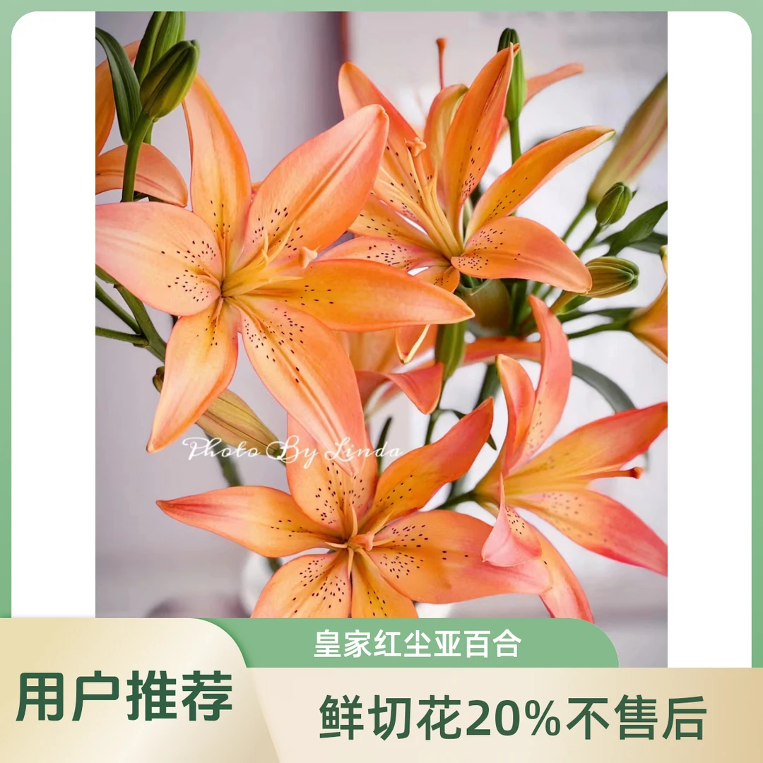 【3头】 皇家红尘亚百合   【1单中通2单顺丰冷链 鲜切花20%不售后 】