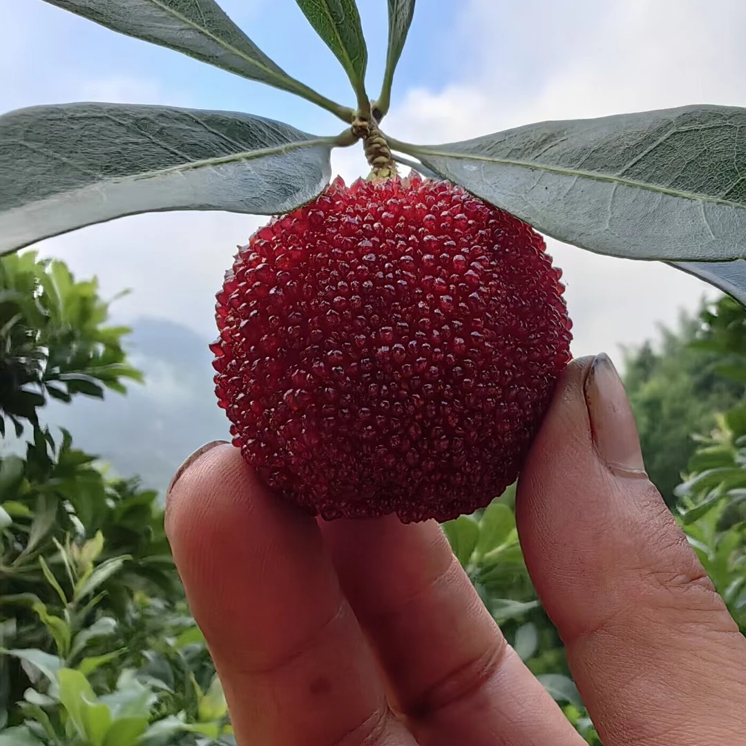 ［3年］仙居东魁杨梅包邮