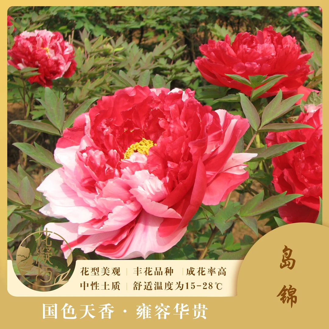 花凝坊【岛锦】 洛阳牡丹花会复色系品种 带盆原土 包邮到家