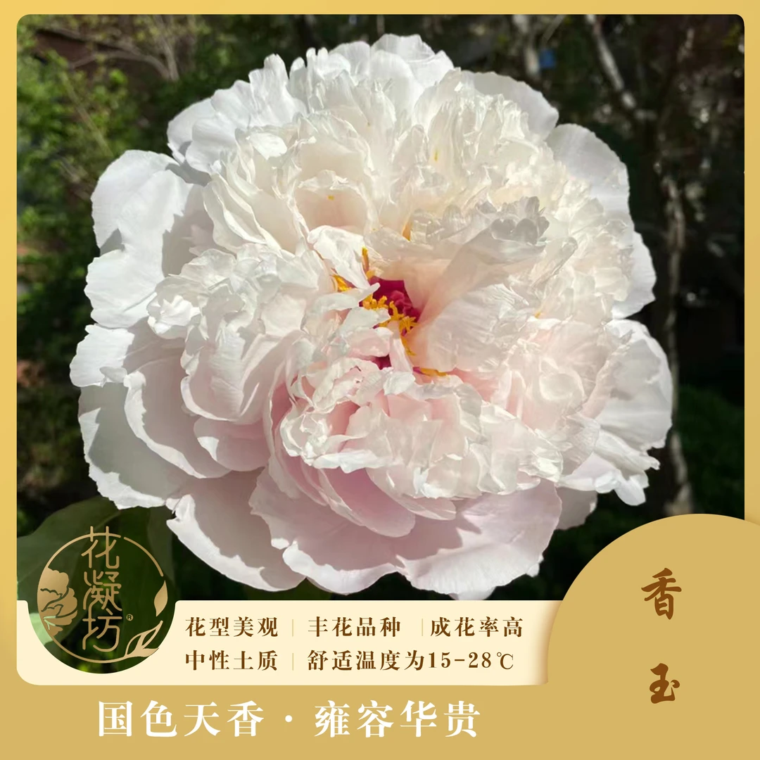 花凝坊【香玉】洛阳白色系牡丹品种 原盆原土 基地直发
