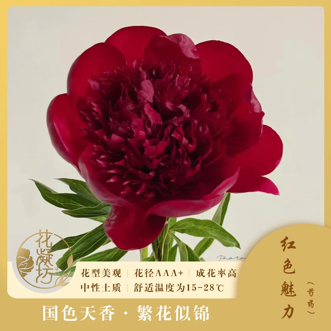 花凝坊【御前表演】洛阳牡丹花会红色系原土包邮到家芍药花