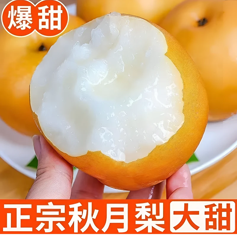 山东秋月梨新鲜水果现摘当季脆梨多汁皮薄大梨秋月梨礼盒装送礼装