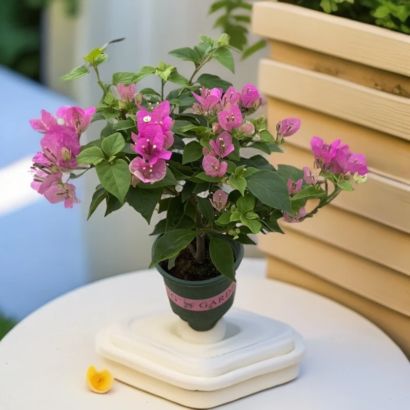 【漳红樱】三角梅爆款四季勤花爬藤庭院带盆带土带花发