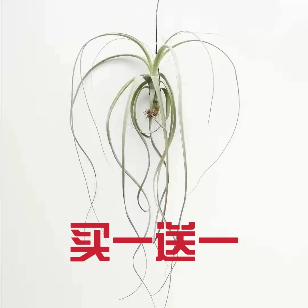 空气凤梨无土植物柳叶喷泉室内办公室好养好管理花卉绿植