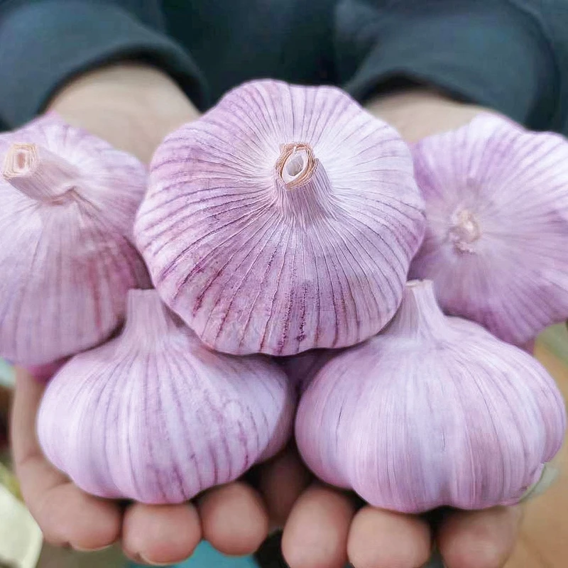 山东金乡紫皮干蒜饱满农家多瓣蒜新干蒜头新鲜大蒜头批发包邮