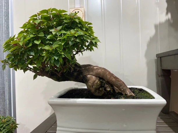 小桃红三角梅提根陵水造型盆景老桩