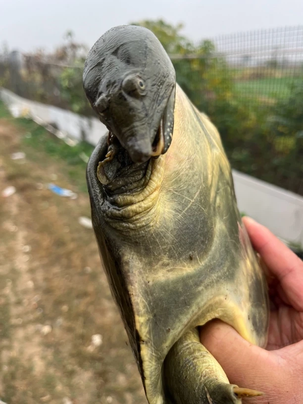 精品外塘生态甲鱼大母鱼顺丰包邮