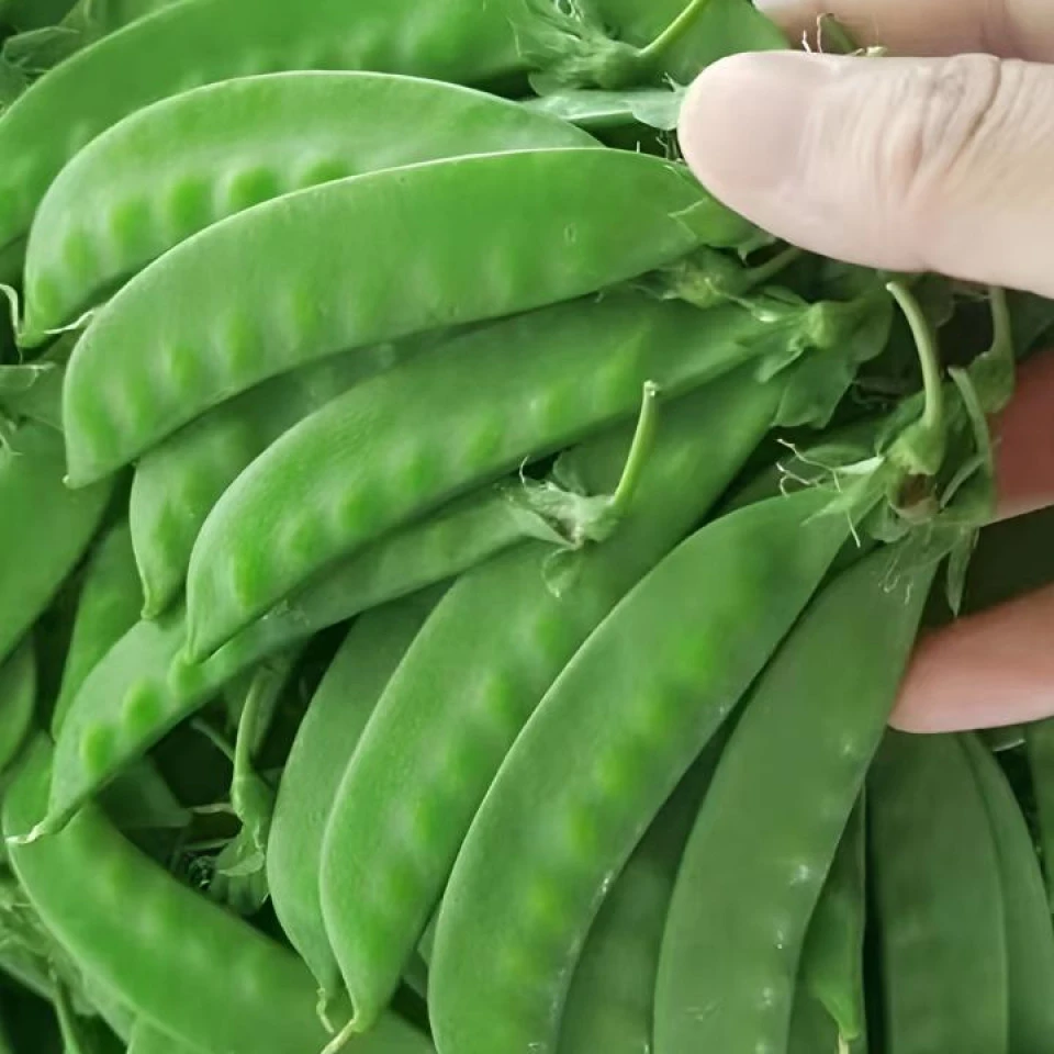 云南现摘现发新鲜甜脆荷兰豆新鲜蔬菜豌豆夹青豆角农家自种2-5斤
