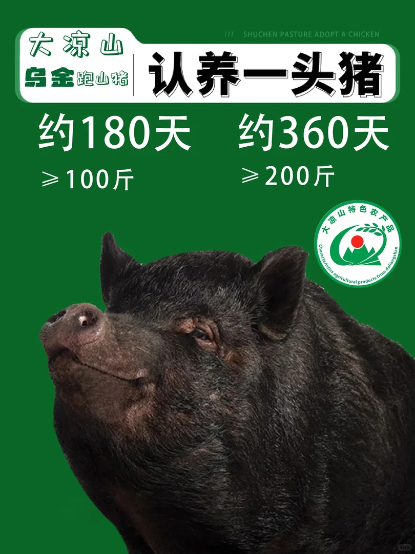 心海掌柜 乌金猪领养