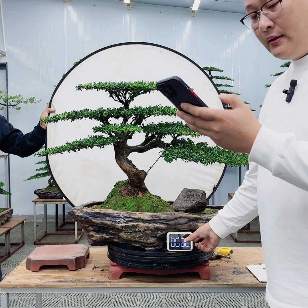 盆景罗汉松造型盆景