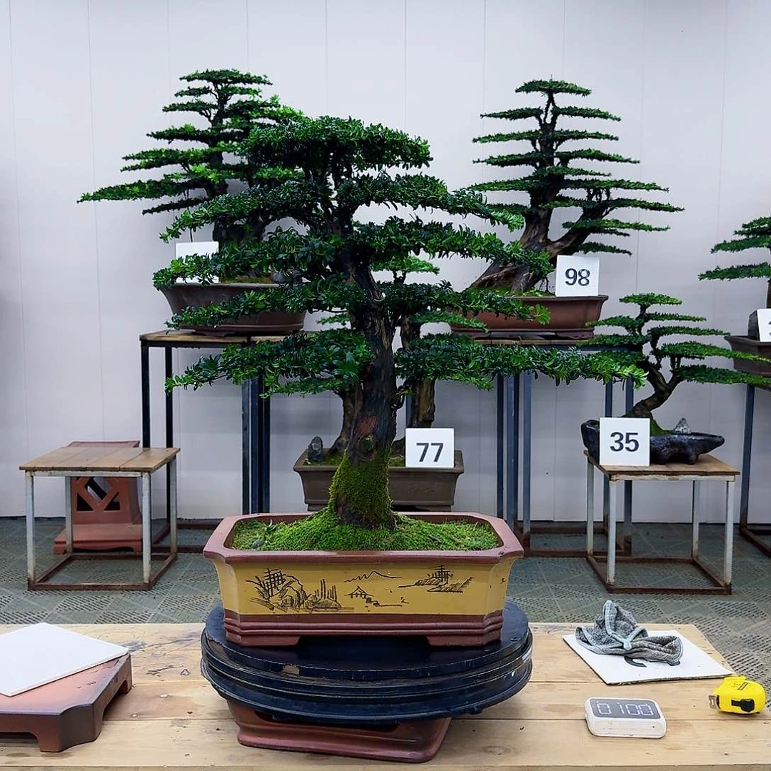 盆景罗汉松造型盆景